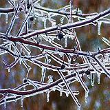 Iced Tree_DSCF00438